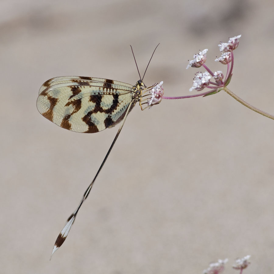 Nemoptera spec